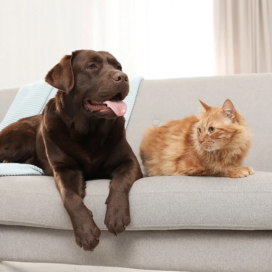FRONTLINE® HOMEGARD Household Flea Spray